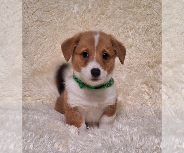 Medium Photo #33 Pembroke Welsh Corgi Puppy For Sale in ARROYO GRANDE, CA, USA