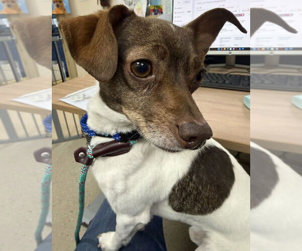 Medium Photo #6 Chihuahua Puppy For Sale in Mundelein, IL, USA