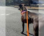 Small #7 Labrador Retriever Mix