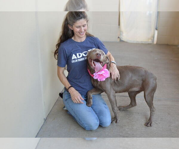 Medium Photo #3 Mutt Puppy For Sale in McKinney, TX, USA
