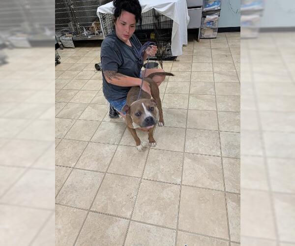 Medium Photo #3 American Staffordshire Terrier-Bulldog Mix Puppy For Sale in Frenchburg, KY, USA
