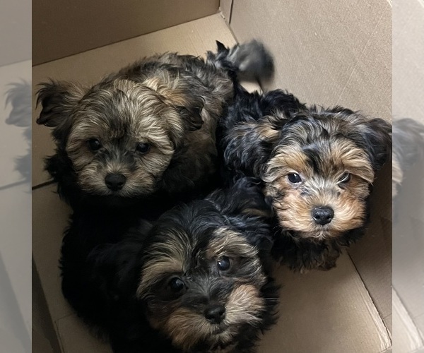 Medium Photo #1 Shih-Poo Puppy For Sale in ORLANDO, FL, USA