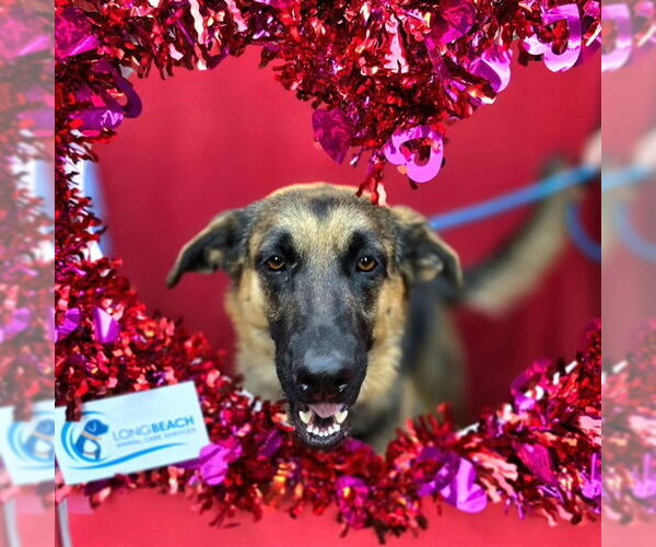 Medium Photo #5 German Shepherd Dog-Unknown Mix Puppy For Sale in Long Beach, CA, USA