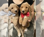 Small Photo #16 Goldendoodle Puppy For Sale in CARMICHAEL, CA, USA