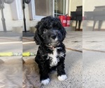 Small Cockapoo (Miniature)