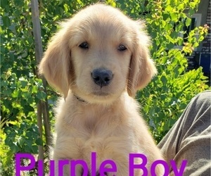 Golden Retriever Puppy for Sale in FRESNO, California USA