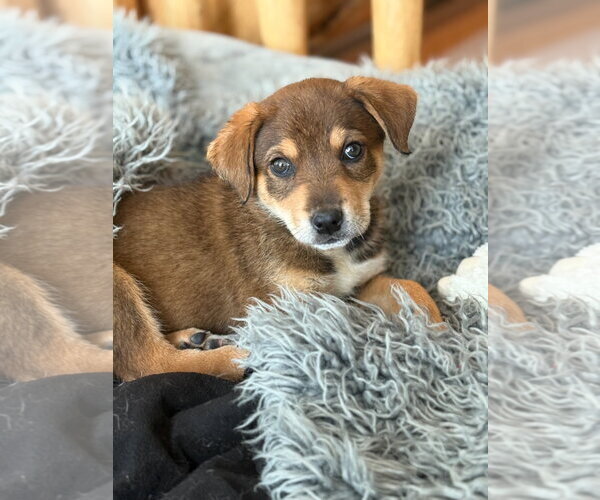 Medium Photo #3 Mutt Puppy For Sale in Tabernash, CO, USA