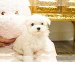 Small Photo #6 Maltese Puppy For Sale in LOS ANGELES, CA, USA