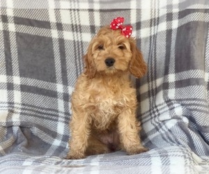 Cocker Spaniel-Poodle (Miniature) Mix Puppy for sale in LAKELAND, FL, USA