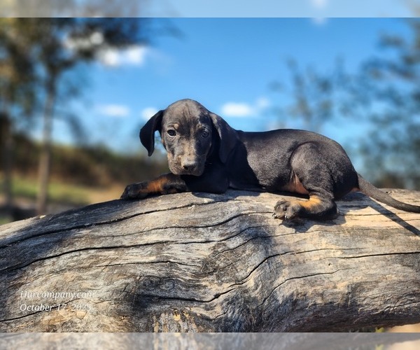 Medium Photo #4 Catahoula Leopard Dog Puppy For Sale in CUMBY, TX, USA