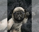 Small Photo #14 Pug Puppy For Sale in HILLSDALE, MI, USA
