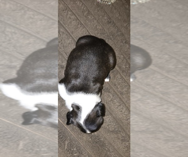 Medium Photo #2 Boston Terrier Puppy For Sale in MITCHELL, IN, USA
