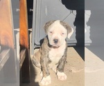 Small Photo #1 American Bulldog Puppy For Sale in EAST WENATCHEE, WA, USA