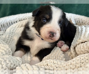 Australian Shepherd Puppy for sale in BOUTON, IA, USA