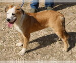Small Photo #4 Great Pyrenees-Mastiff Mix Puppy For Sale in Bandera, TX, USA