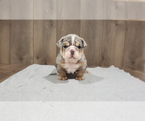 Medium Photo #1 Bulldog Puppy For Sale in DENVER, CO, USA