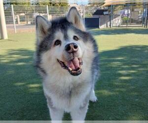 Alaskan Malamute Dogs for adoption in Martinez, CA, USA