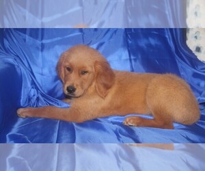 Golden Retriever Puppy for Sale in BLOOMINGTON, Indiana USA