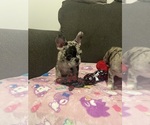 Small #26 French Bulldog