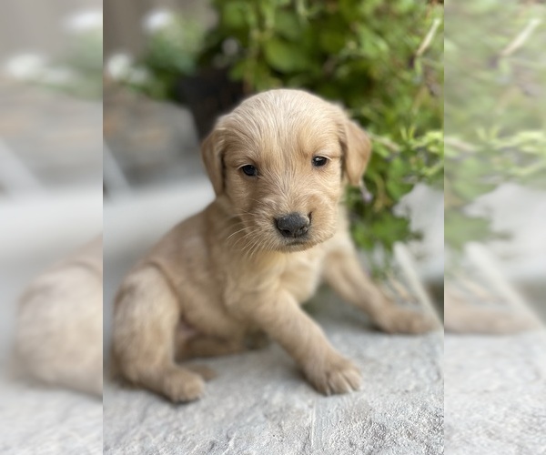 Medium Photo #8 Golden Retriever Puppy For Sale in FORDLAND, MO, USA