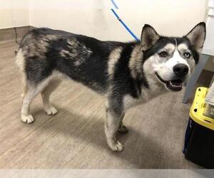 Siberian Husky Dogs for adoption in Pasadena, CA, USA