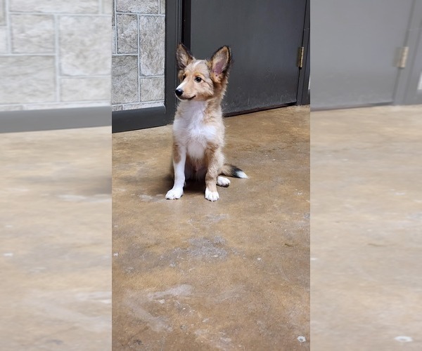 Medium Photo #15 Shetland Sheepdog Puppy For Sale in GREENWOOD, WI, USA