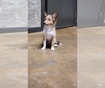 Small #2 Shetland Sheepdog