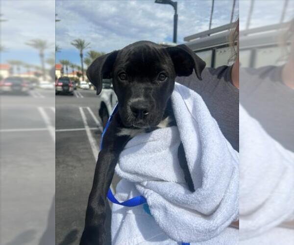 Medium Photo #1 Boxer-Unknown Mix Puppy For Sale in Rancho Cucamonga, CA, USA