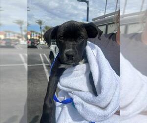 Boxer-Unknown Mix Dogs for adoption in Rancho Cucamonga, CA, USA