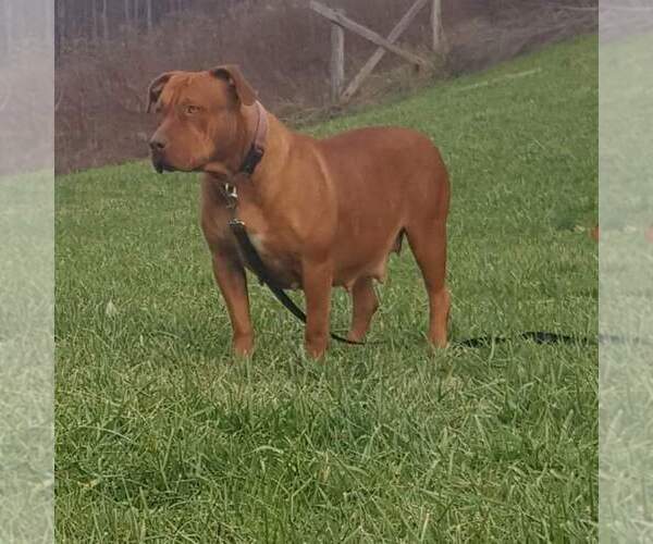 Medium Photo #1 American Bully Puppy For Sale in BIG STONE GAP, VA, USA