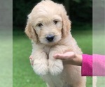 Small Photo #3 Goldendoodle Puppy For Sale in MORGANTOWN, IN, USA