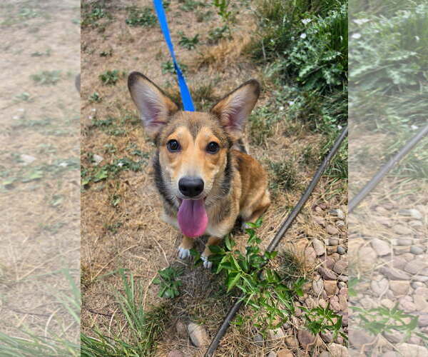 Medium Photo #3 German Shepherd Dog-Unknown Mix Puppy For Sale in Denver , CO, USA