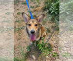 Small #2 German Shepherd Dog Mix