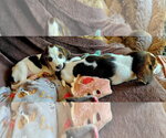 Small #1 Coonhound Mix