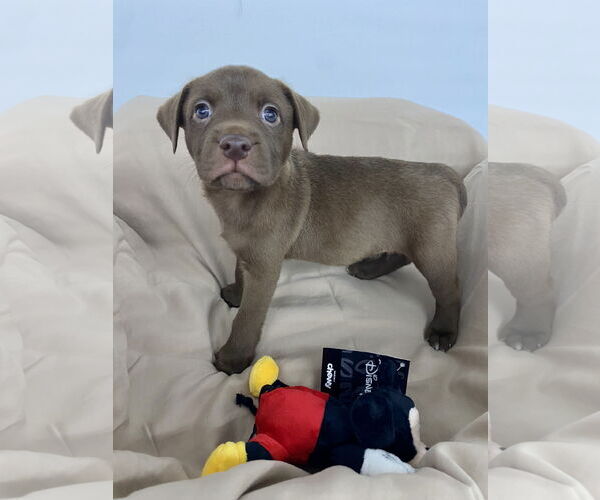 Medium Photo #2 Labrador Retriever-Unknown Mix Puppy For Sale in Hillsboro, MO, USA