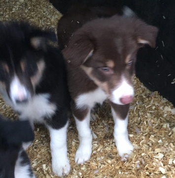 Medium Photo #1 Border Collie Puppy For Sale in EAST HADDAM, CT, USA