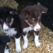 Small Photo #1 Border Collie Puppy For Sale in EAST HADDAM, CT, USA