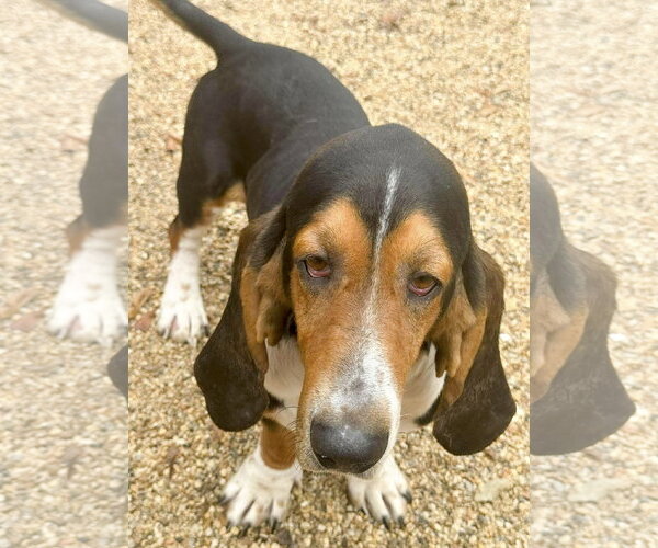Medium Photo #2 Basset Hound Puppy For Sale in Deepwater, NJ, USA