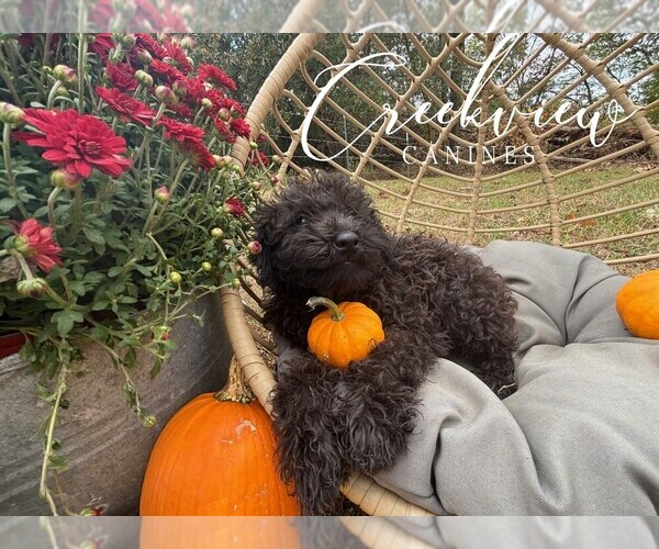 Medium Photo #3 Schnoodle (Miniature) Puppy For Sale in NIANGUA, MO, USA