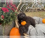 Small #2 Schnoodle (Miniature)