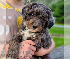 Bernedoodle (Miniature) Puppy for sale in DENVER, PA, USA