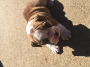 Bulldog Puppy for sale in CONWAY, AR, USA