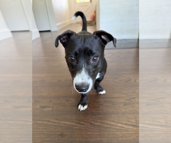 Medium Photo #4 American Staffordshire Terrier-Dachshund Mix Puppy For Sale in Lake Elsinore, CA, USA