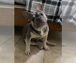 Father of the French Bulldog puppies born on 07/10/2022