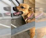 Small #3 Spaniel Mix