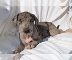 Small Photo #1 Great Dane Puppy For Sale in COVENTRY, RI, USA