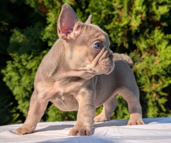 Medium Photo #9 French Bulldog Puppy For Sale in GOSHEN, IN, USA