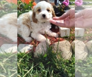 Cavachon Puppy for sale in SCOTTVILLE, MI, USA