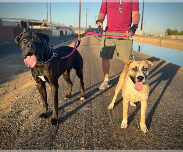 Medium Photo #4 Boxador Puppy For Sale in phoenix, AZ, USA