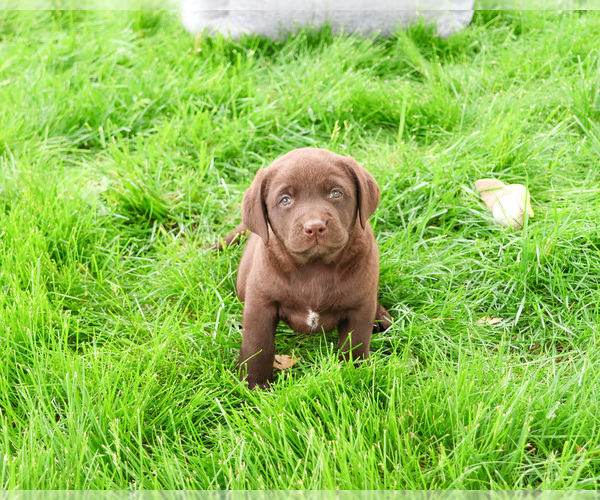 Medium Photo #6 Labrador Retriever Puppy For Sale in SYRACUSE, IN, USA